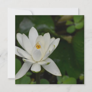 Carte White lotus