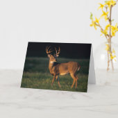 Carte White-tailed Deer | Choke Canyon State Park, TX (Fleur jaune)