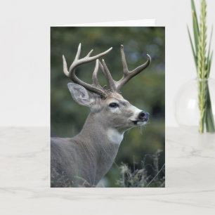 Carte White-tailed Deer Washington State