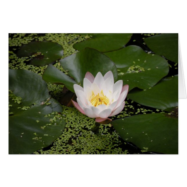 Carte White Water Lily (Devant Horizontal)