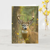 Carte Whitetail Deer Buck | Corégone, Montana (Fleur jaune)