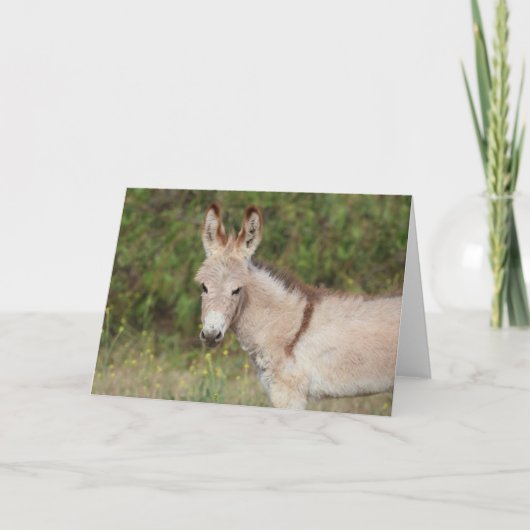 Carte Wild Burros Greeting (Devant)