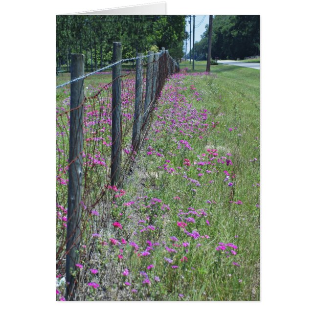 Carte Wild Phlox (Devant)