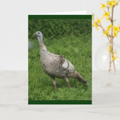 Carte Wild Turkey (Fleur jaune)
