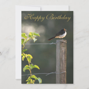 Carte Willie Wagtail Joyeux anniversaire
