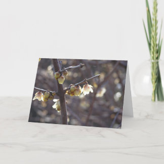 Carte Wintersweet (Chimonanthus praecox)