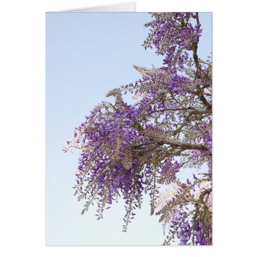 Carte Wisteria pourpre (Devant)