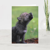 Carte Wolf Cub Howling (Devant)