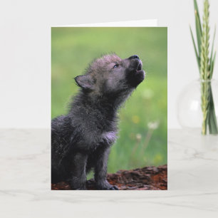 Carte Wolf Cub Howling