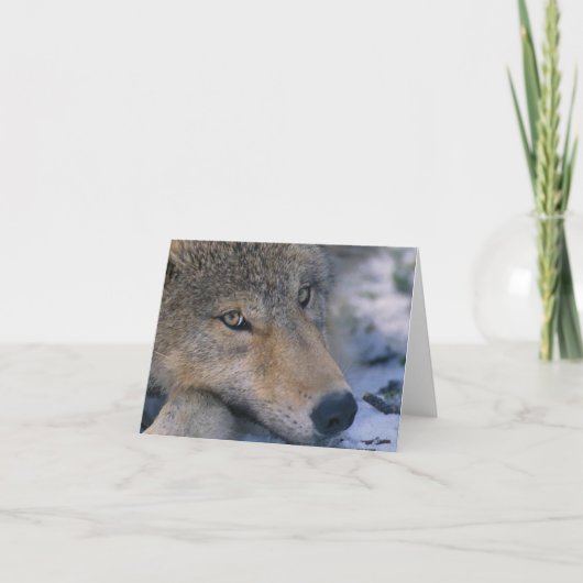 Carte Wolf_pup_closeup (Devant)