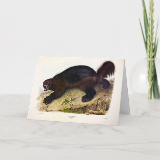 Carte Wolverine ou Wolverene (Gulo gulo) par Audubon (Devant)