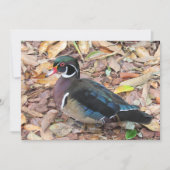 Carte Wood Duck Flat (Devant)