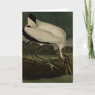 Carte Wood Ibiss (Ibis, Stork) : Audubon Birds of Americ