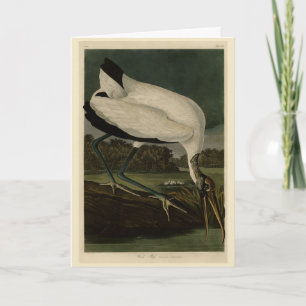 Carte Wood Ibiss (Ibis, Stork) : Audubon Birds of Americ