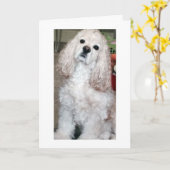 CARTE WOOF WOOF/HAPPY BANTHDAY DIT LE COCKER SPANIEL (Fleur jaune)