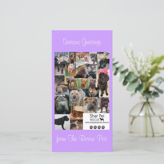 Carte Xmas Secourt Shar Pei (Debout devant)