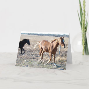 Carte Yearlings