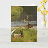 Carte Yellowstone Mates (Fleur jaune)