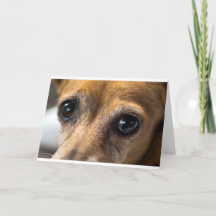 Carte Yeux de chien