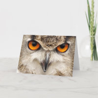 Yeux de hibou, yeux de la photographie de duc