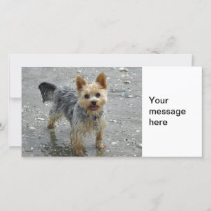 Carte Yorkie