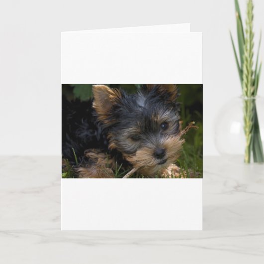 Carte yorkie avec bâton (Devant)