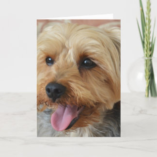 Carte Yorkie Zac