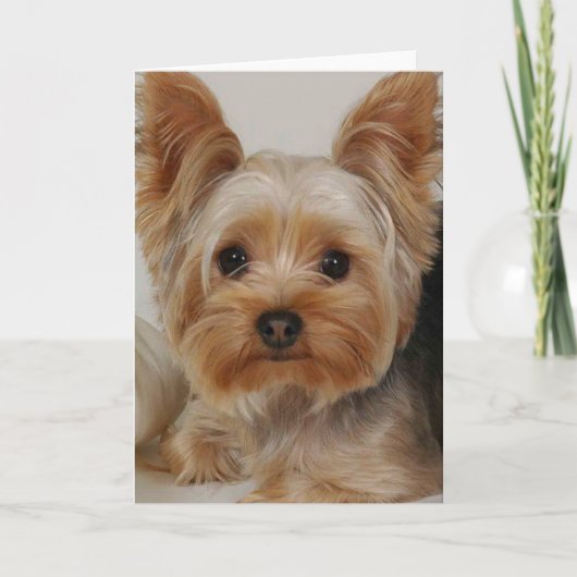 Carte Yorkshire Terrier (Devant)