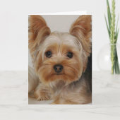 Carte Yorkshire Terrier (Devant)