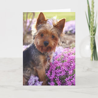Carte Yorkshire Terrier