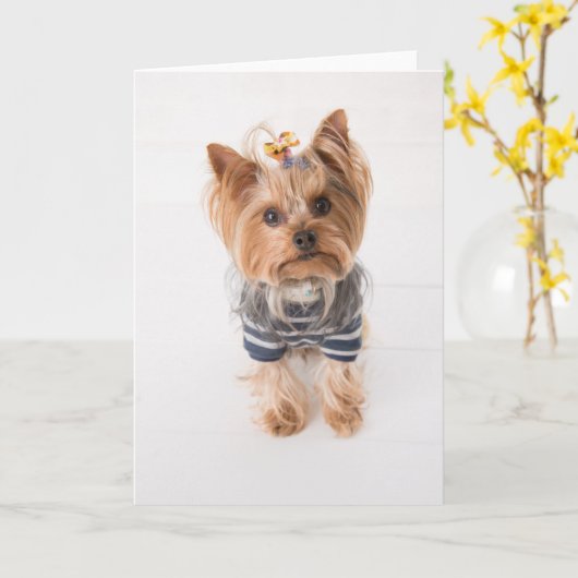 Carte yorkshire terrier en pull (Fleur jaune)