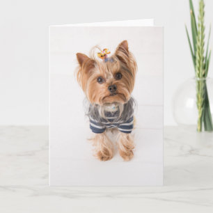 Carte yorkshire terrier en pull