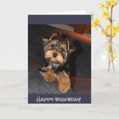Carte Yorkshire Terrier mignon, joyeux anniversaire ! (Fleur jaune)