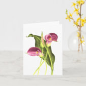 Carte Zantedeschia (Fleur jaune)