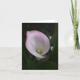 Carte Zantedeschia