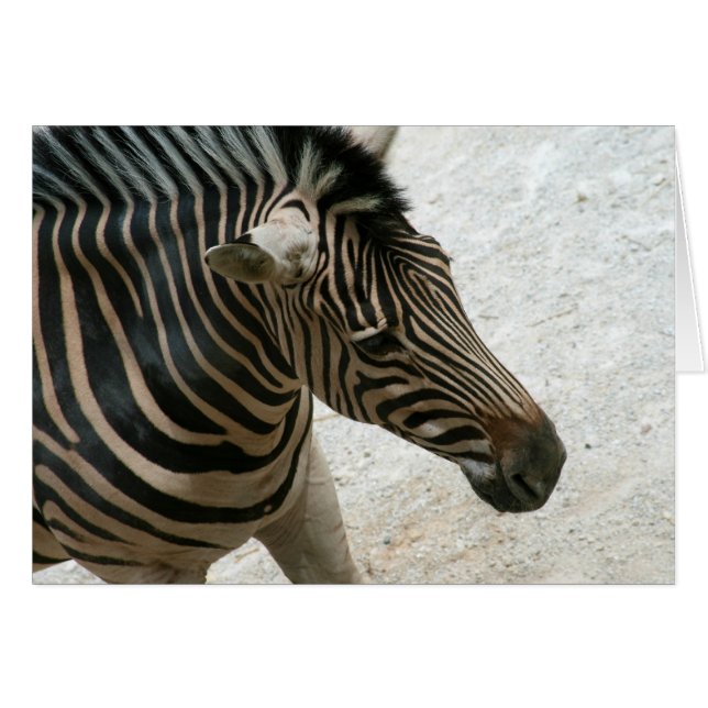 Carte Zebra (Devant horizontal)