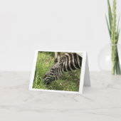 Carte Zebra Love Get Well Foled (Devant)