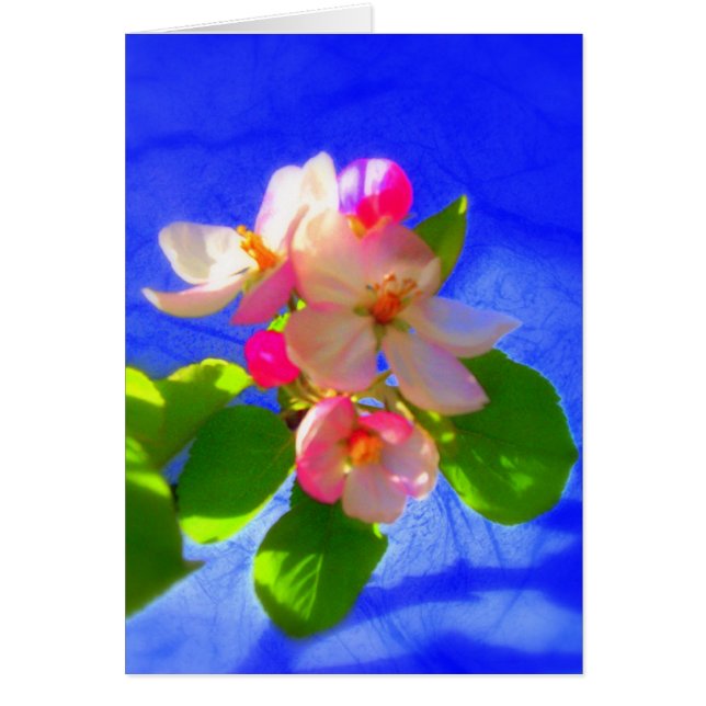 Carte Zen Blossoms (Devant)