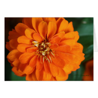 Carte Zinnia