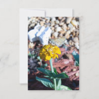 Zinnia jaune floral avec photographie de papillon