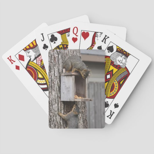 Cartes à jouer écureuil (dos)