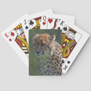 Cartes à jouer Golden Cheetah
