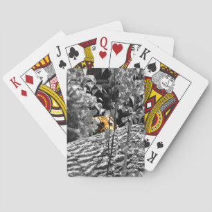Cartes à jouer Peek-a-boo Tigre
