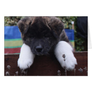 Cartes Akita