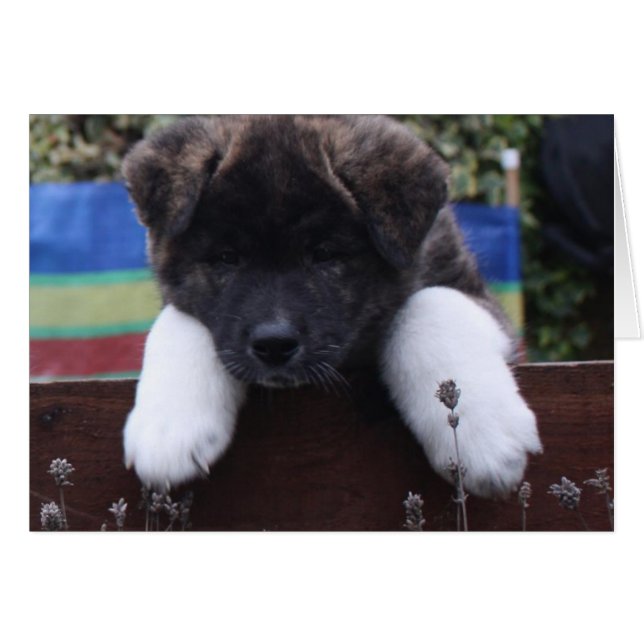 Cartes Akita (Devant horizontal)