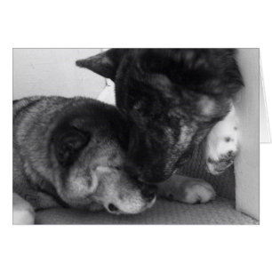 Cartes Akita