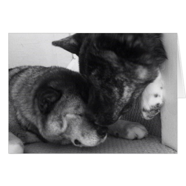 Cartes Akita (Devant horizontal)