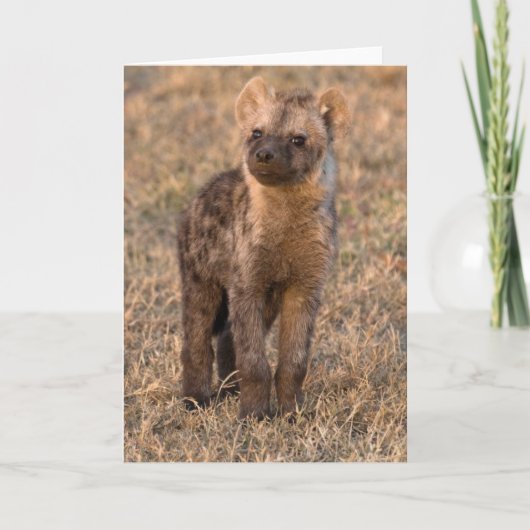 Cartes bébé Hyena (Devant)