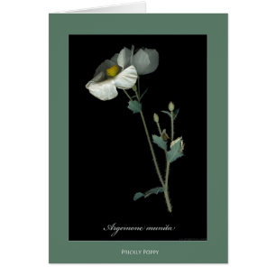 Cartes botaniques d'impression de pavot épineux