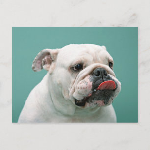 Cartes Bulldog, Cadeaux, Postage